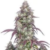 Lemon Haze