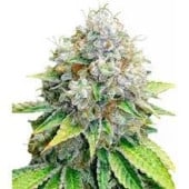 OG Kush