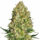 Skunk