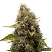 White Widow