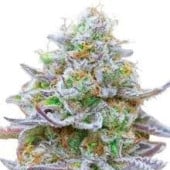 Zkittlez