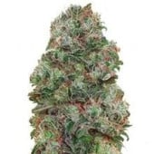 Bubblegum