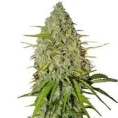 Grapefruit