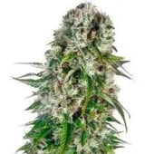 Big Bud