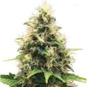 Somango