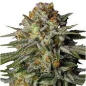Sherbet