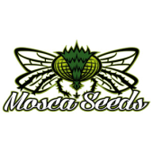 Mosca Seeds