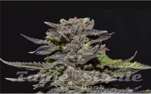 CBD Seeds - Magma