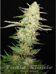 CBD Seeds - One To One