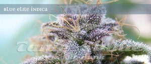 ELITE SEEDS - Blue Elite Sativa