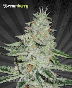 AUTO SEEDS - Dreamberry