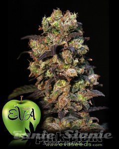 EVA SEEDS - Pink Plant