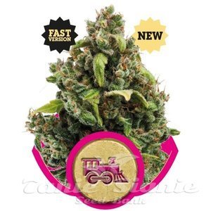 ROYAL QUEEN SEEDS - Candy Kush Express (Fast Version)
