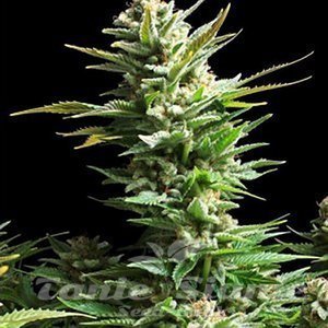 AMARANTA SEEDS - Amnesia Haze