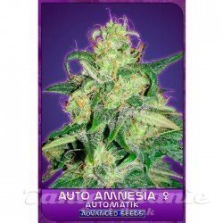 ADVANCED SEEDS - Auto Amnesia