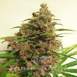 ACE SEEDS - Malawi X Pck