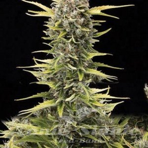 AMARANTA SEEDS - K.O. Haze