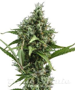 CBD SEEDS - Auto Amnesia