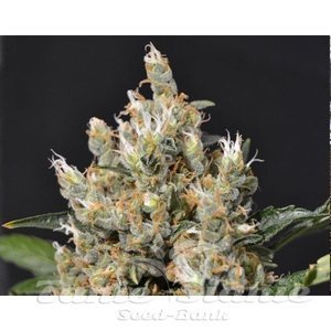 CBD Seeds - Kali
