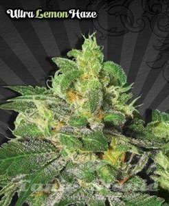 AUTO SEEDS - Ultra Lemon Haze