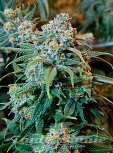! Orange Bud