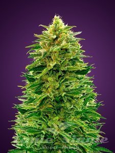 ADVANCED SEEDS - Amnesia