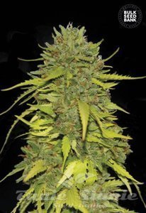 BULK SEED BANK - AK