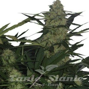 ! AK-47 Auto