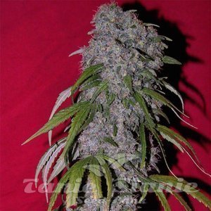 FEMALE SEEDS - SexBud