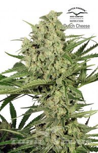 DUTCH PASSION - Dutch Cheese