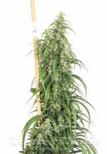 DUTCH PASSION - Mekong High