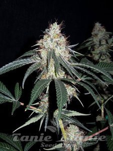 ACE SEEDS - Nepalese Jam