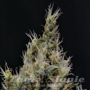 CBD Seeds - Vanilla Haze
