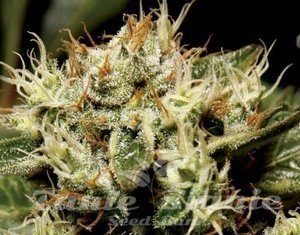 CBD Seeds - Yumbolt