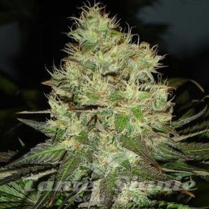 ! Jack Herer