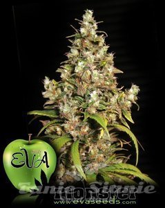 EVA SEEDS - Monster