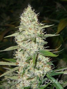 ! CBD Super Silver Haze (ODMIANA MEDYCZNA)