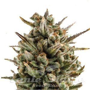 ! Amnesia Haze Auto