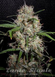 ! Durban Poison Auto