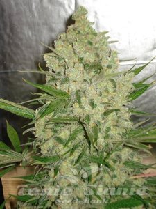! AK-47