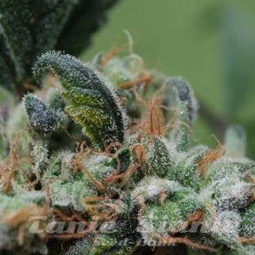 FEMALE SEEDS - Blueberry Cheesecake