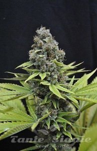 CBD Seeds - Shark