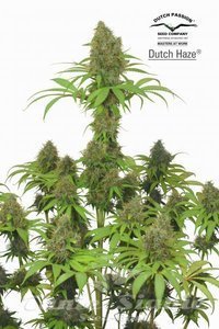 DUTCH PASSION - Dutch Haze