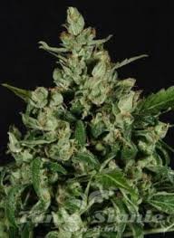 CBD Seeds - Auto Widow