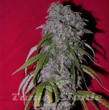 FEMALE SEEDS - Nev. Haze