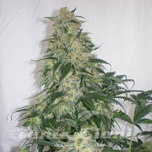 ! Amnesia Haze