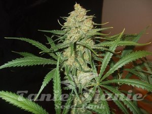 FEMALE SEEDS - C'99