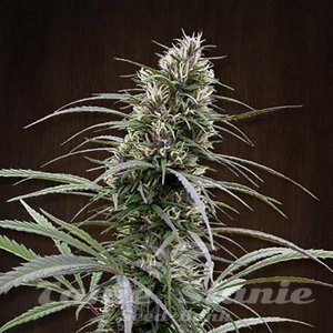 ACE SEEDS - Congo