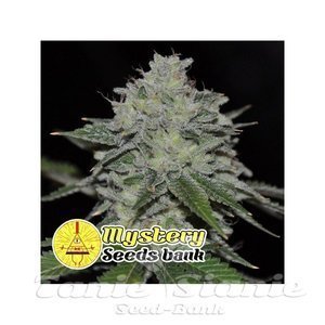 Chemsour - MYSTERY SEEDS