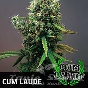 Cum Laude - POSITRONICS